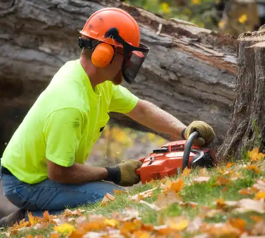 tree services Asbury Park